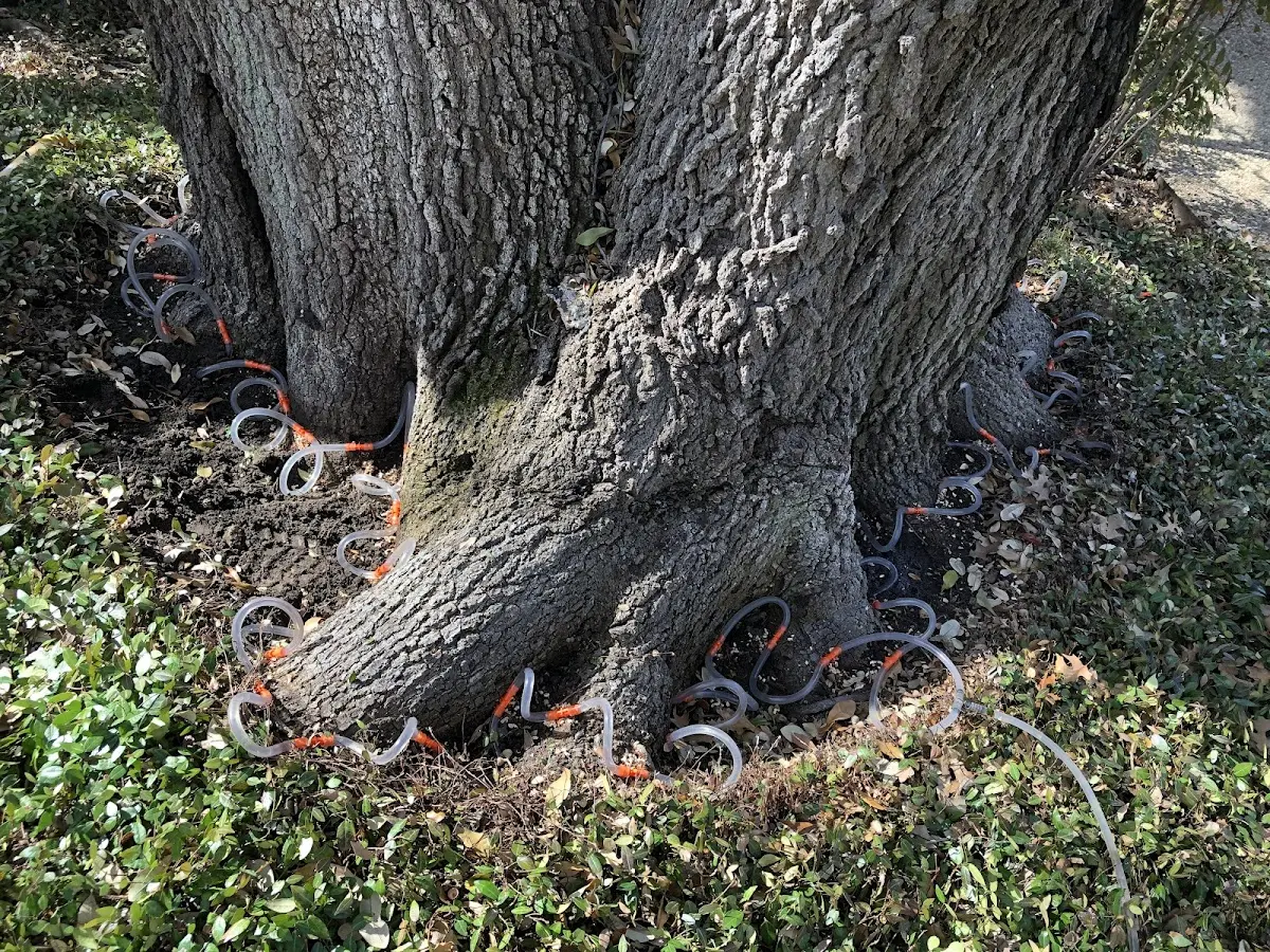 Detailed Tree Cabling and Bracing job site in Lillian