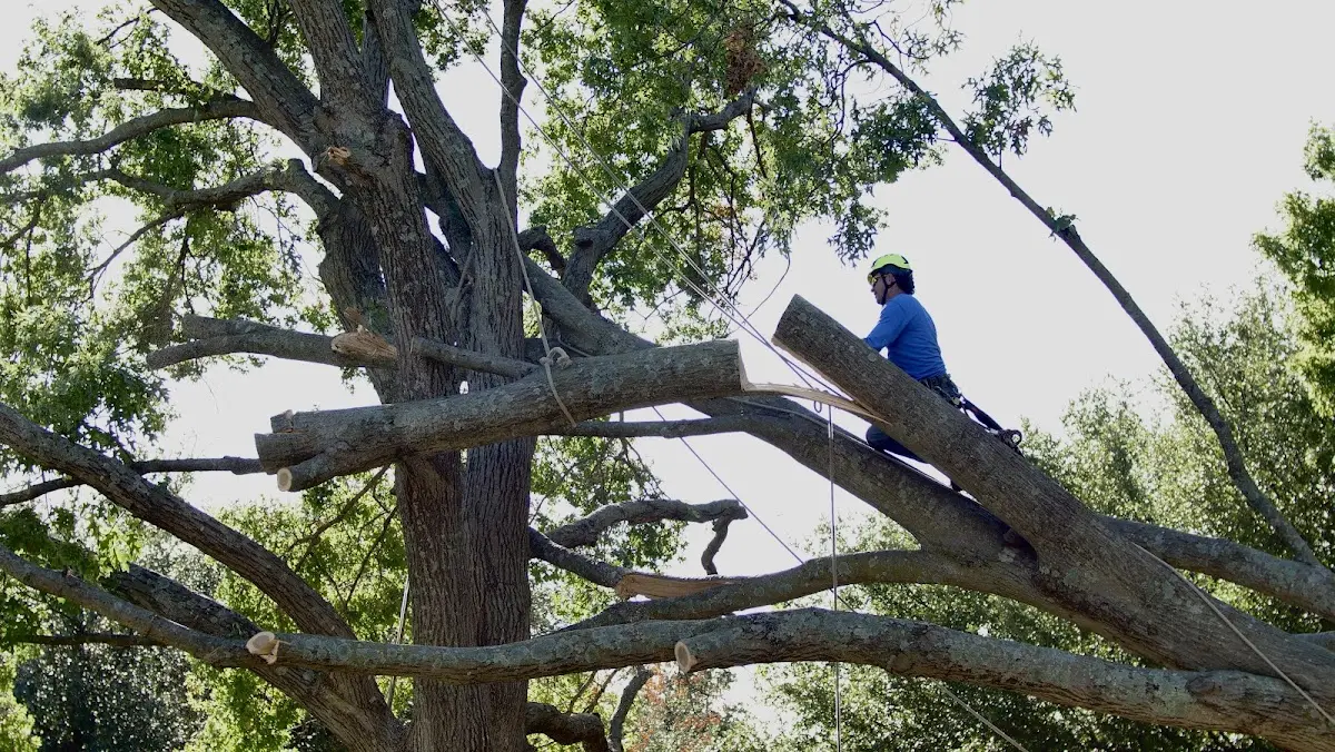 Professional Crown Thinning performed by certified arborists in Lillian